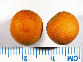   Fruits:   Citrus japonica ; Photo by K.E. Clancy, USDA APHIS PPQ, imageID.idtools.org
